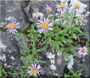 Wild Flower Seed